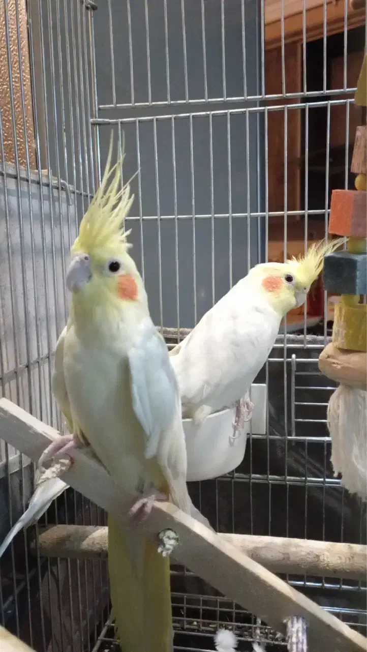 عروس هلندی مولد|پرنده|کرمان, |دیوار