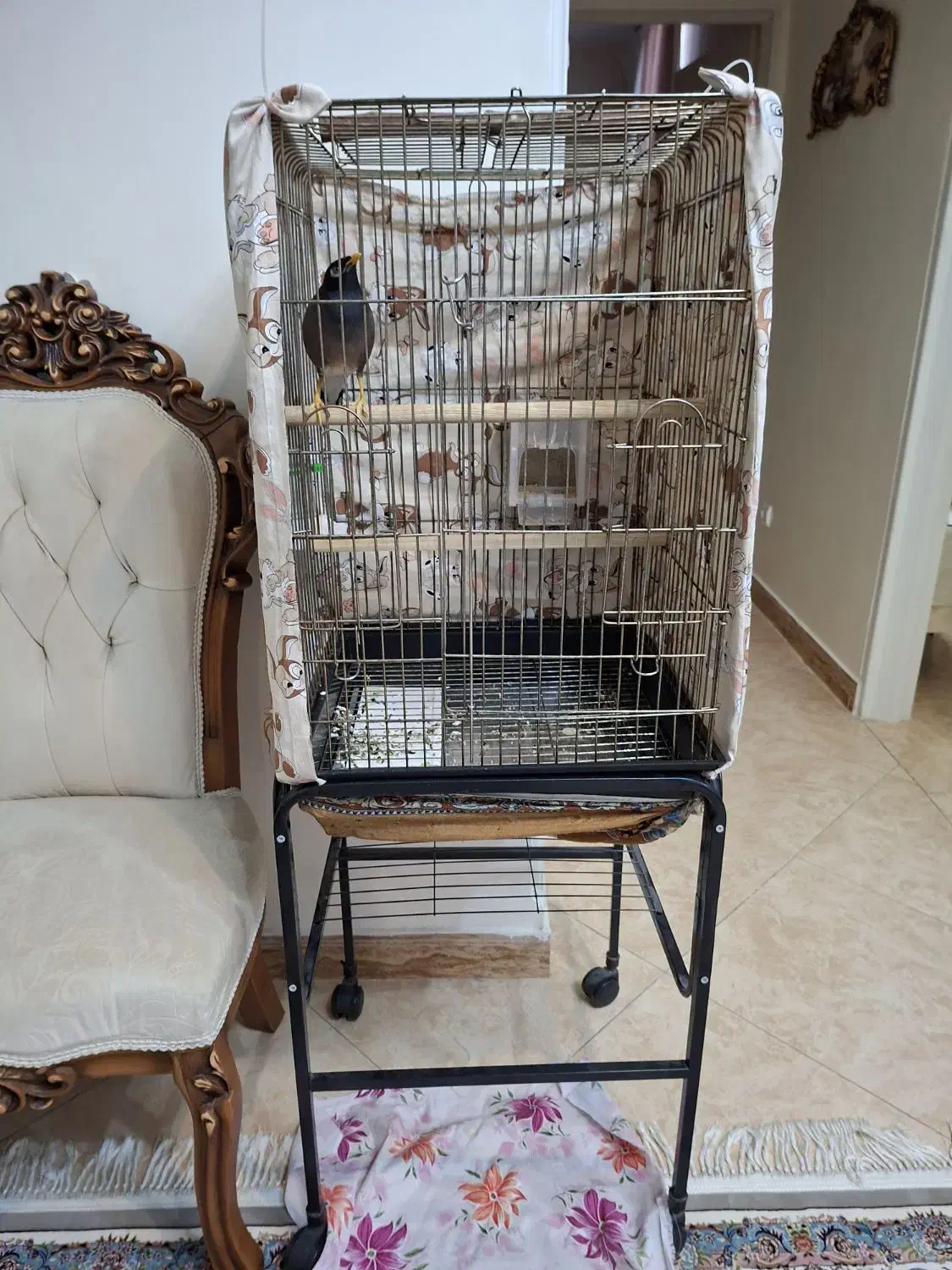 مرغ مینا سخنگو|پرنده|ری, عباس‌آباد|دیوار