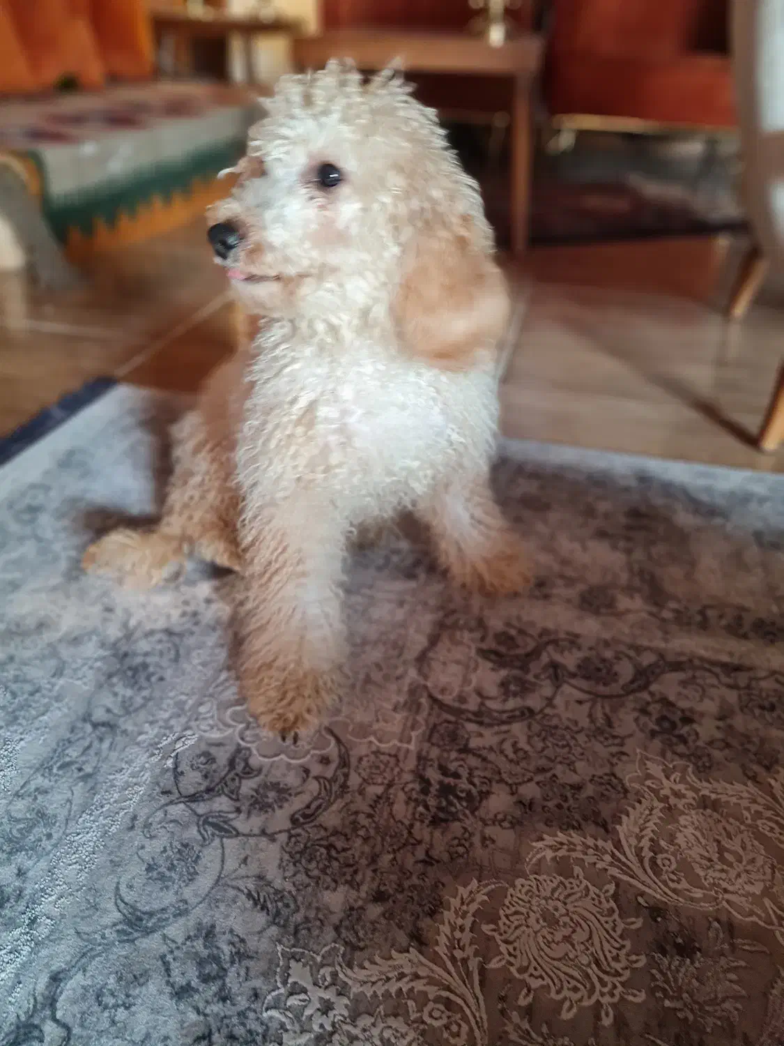 واگذاری سگ پودل|سگ|نوشهر, |دیوار