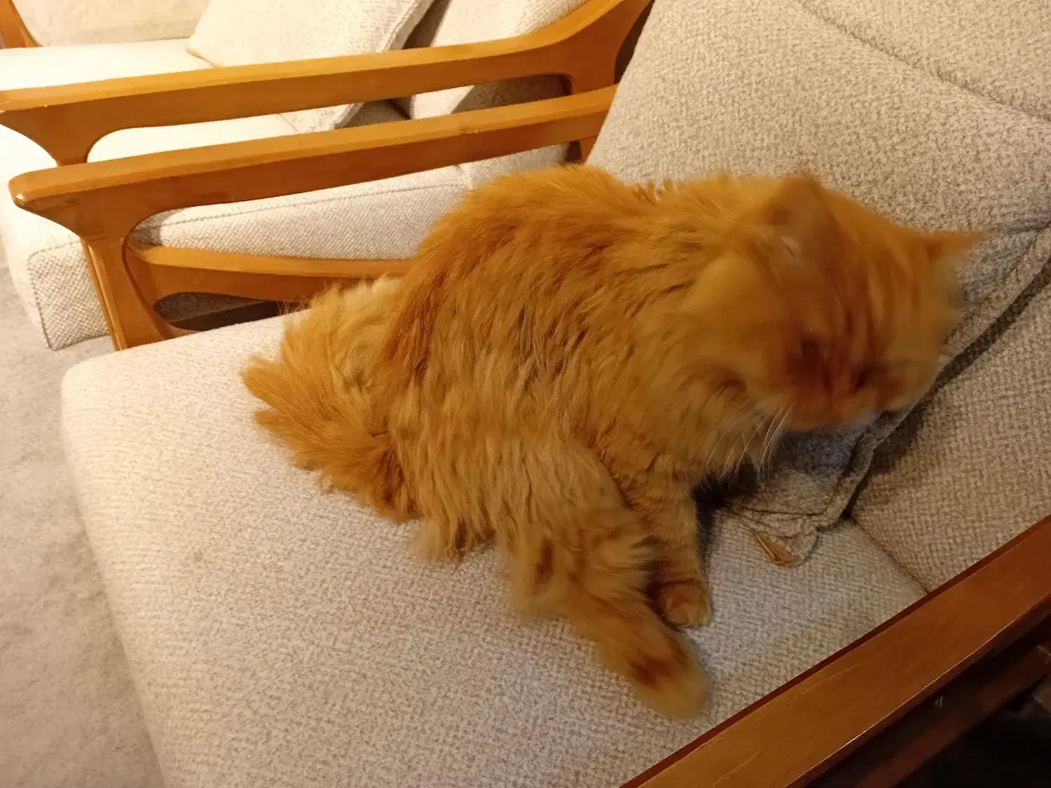 گربه پرشین|گربه|بندرعباس, |دیوار