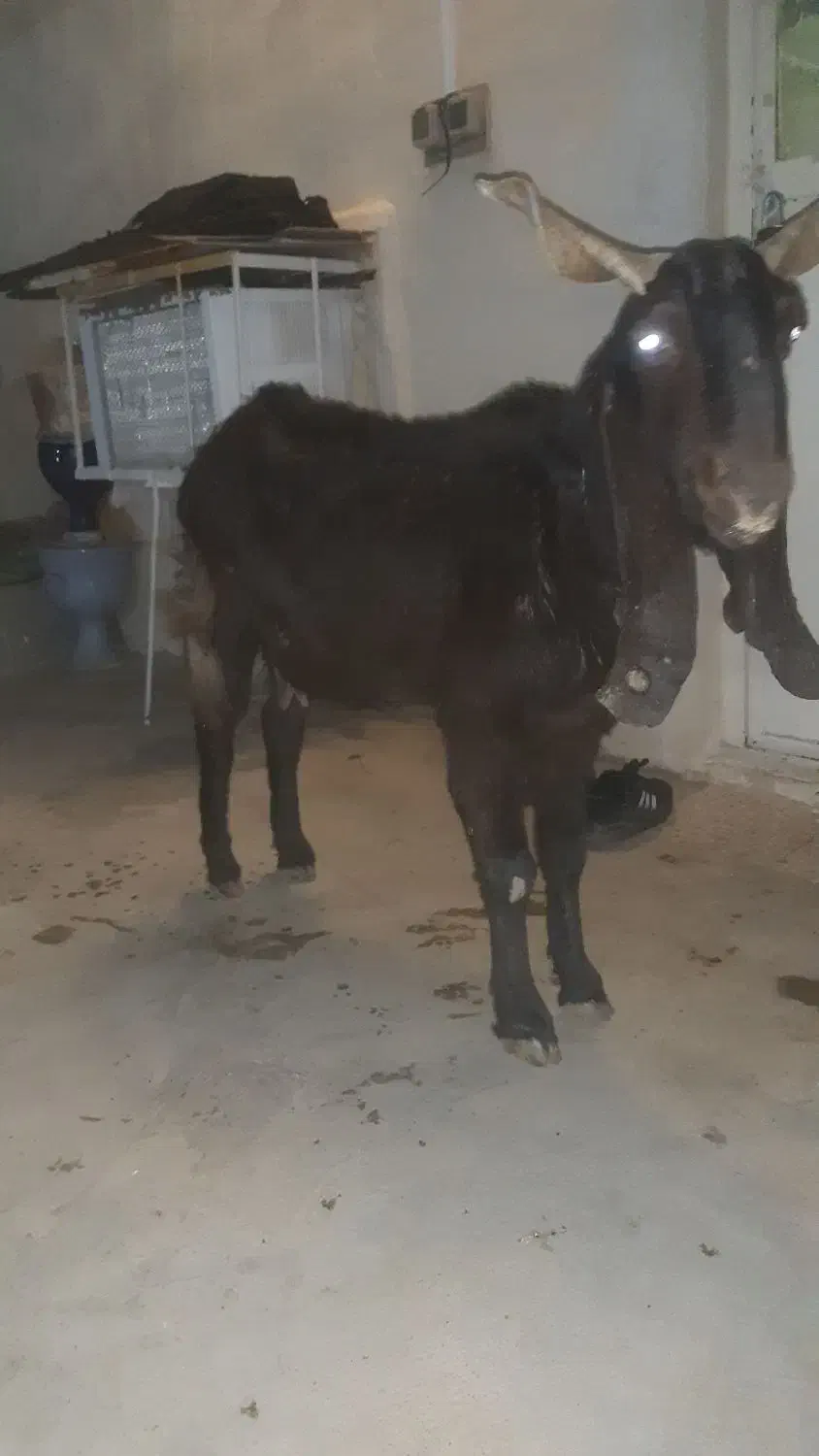 بز چاق|حیوانات مزرعه|مسجد سلیمان, |دیوار