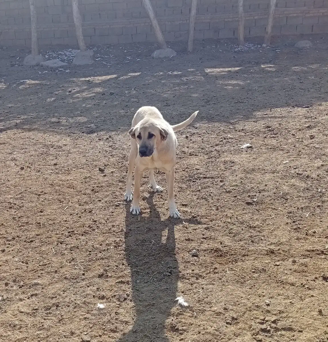 ماده سگ عراقی 3ساله|سگ|قره ضیاالدین, |دیوار