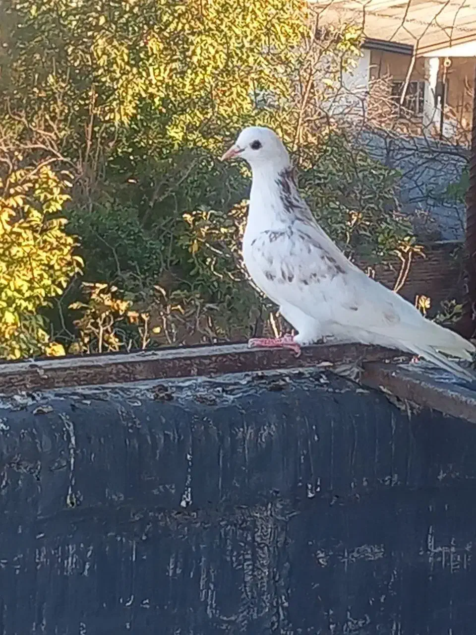 کبوتر پرشی|پرنده|قائم‌شهر, |دیوار