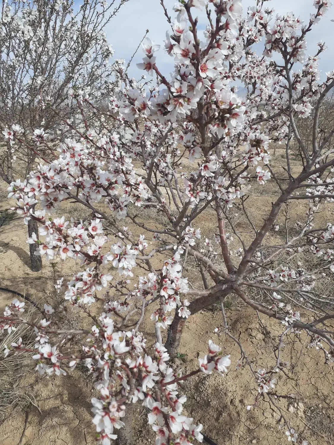 فروش زمین کشاورزی به همراه آب وبرق|فروش زمین و ملک کلنگی|شیدا, |دیوار