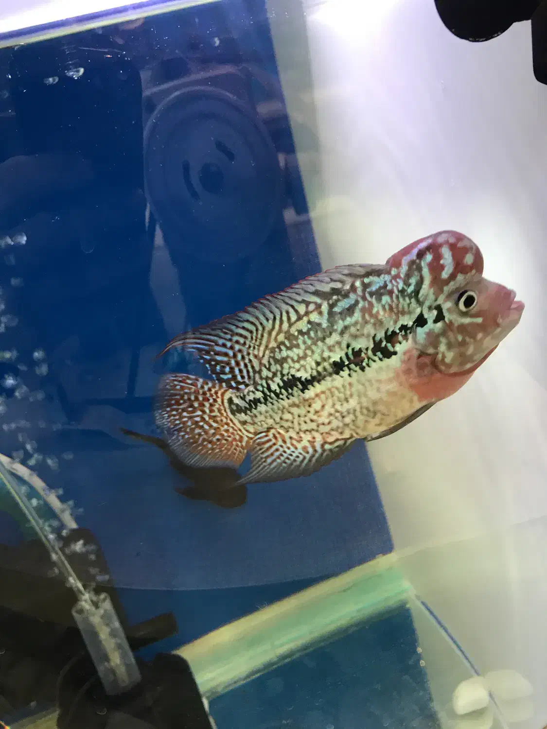 جوجه کامفاوارداتی|ماهی|تهران, افسریه شمالی|دیوار