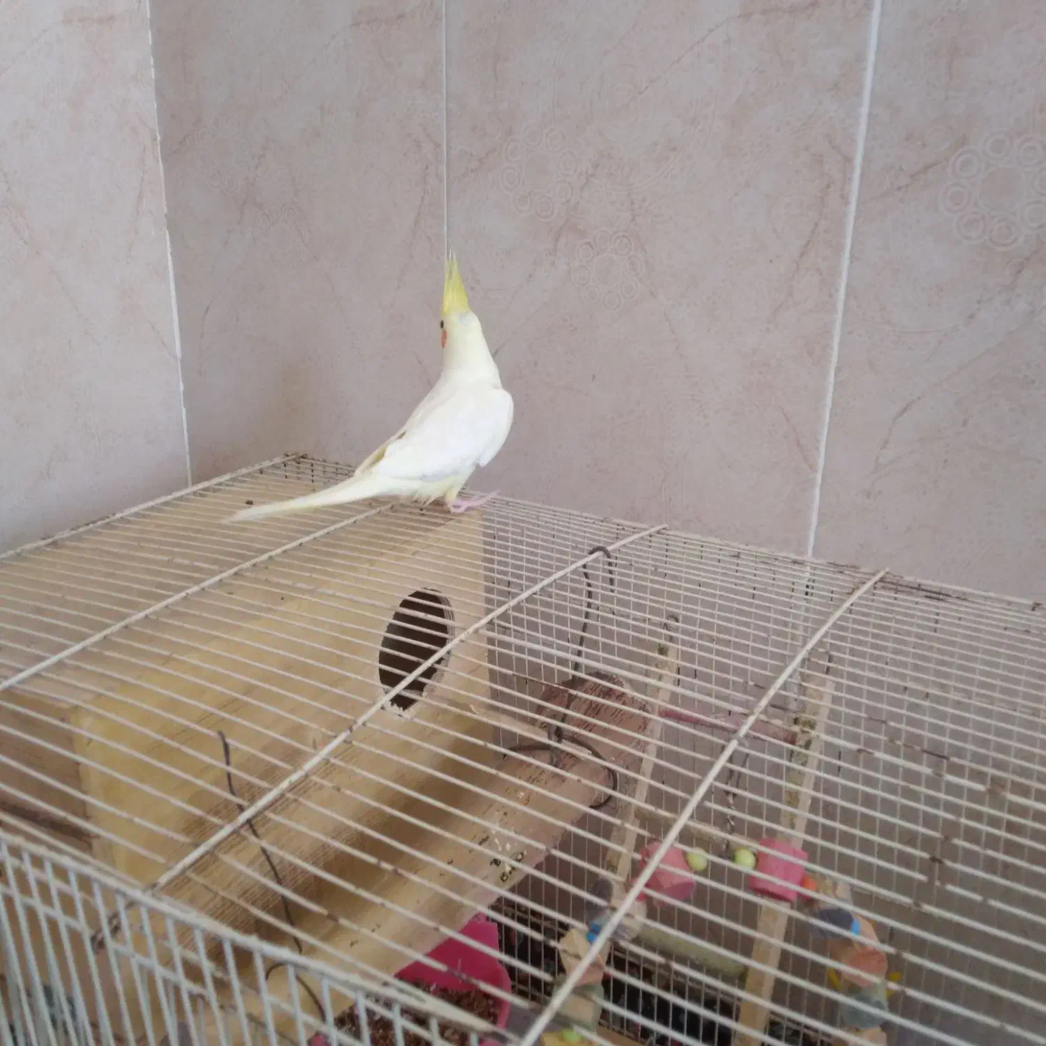 عروس هلندی نر|پرنده|میناب, |دیوار