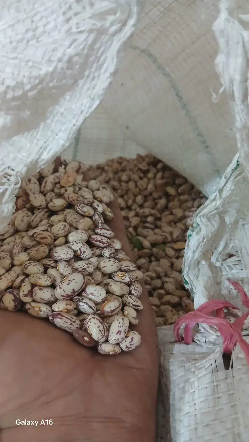 لوبیا چیتی تازه برا امسال هستش|خوردنی و آشامیدنی|ری, شهادت|دیوار