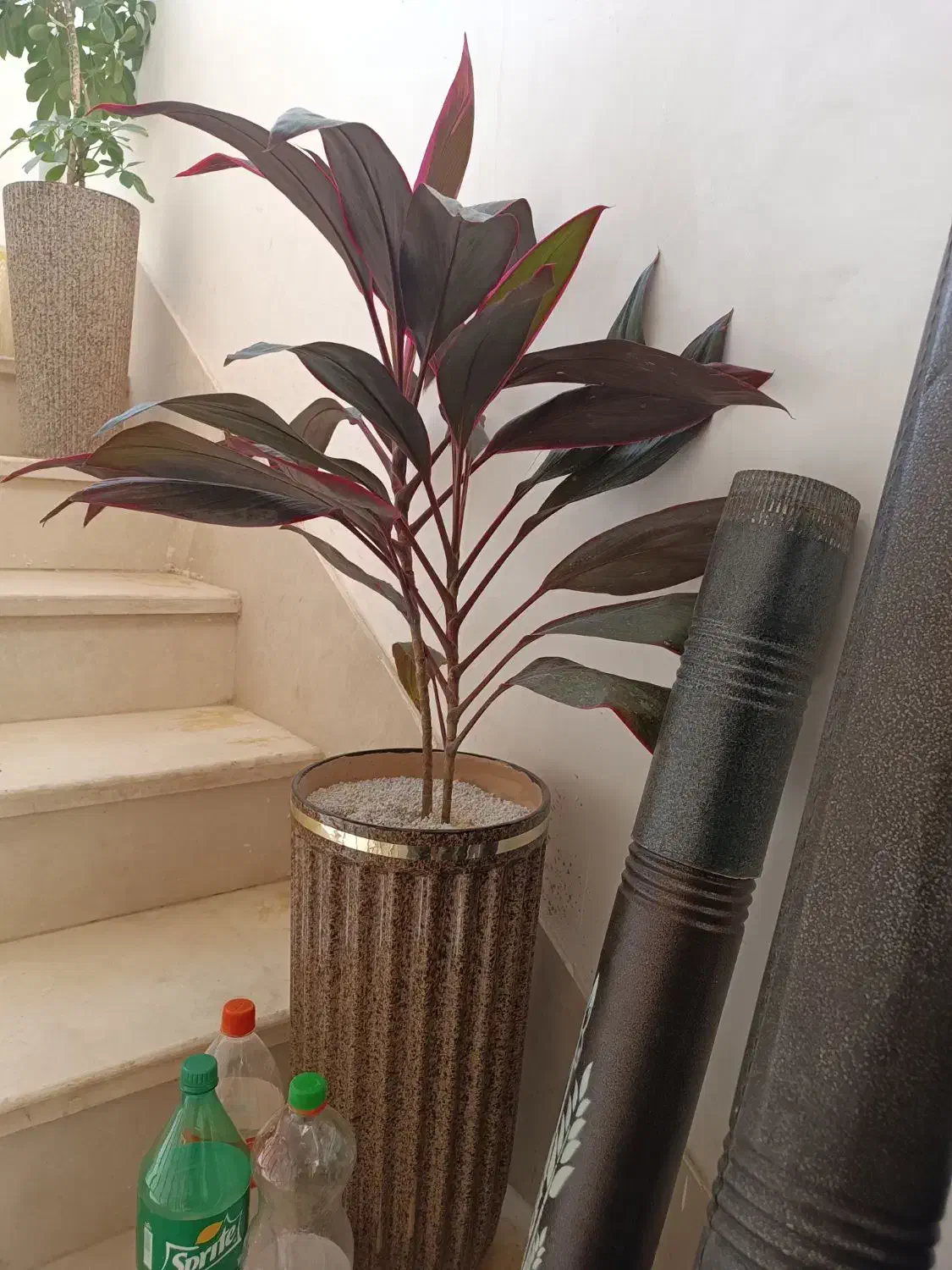 گل کردلین و شفلرا|گل و گیاه طبیعی|هرسین, |دیوار