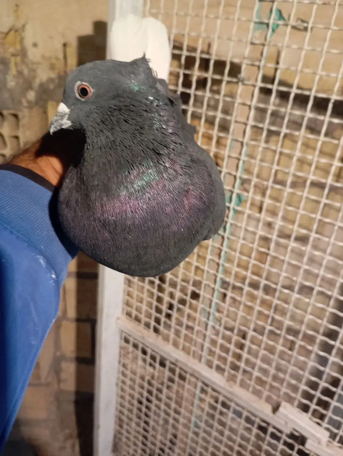 زاغدمسفید|پرنده|رفسنجان, |دیوار