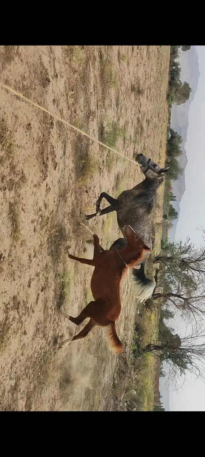 اسب کرد و کره کرد کره ۶ ماهه|اسب و تجهیزات اسب‌سواری|خوی, |دیوار