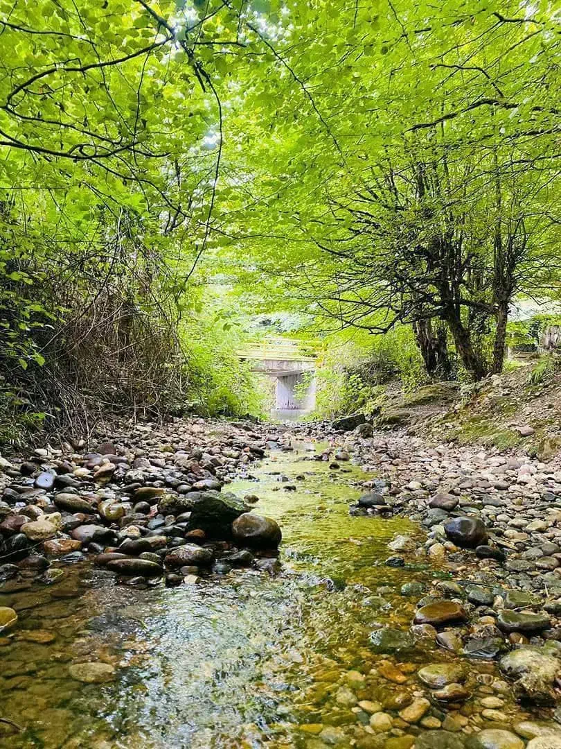 عروس هلندی|پرنده|شیراز, شهرک ترکان|دیوار