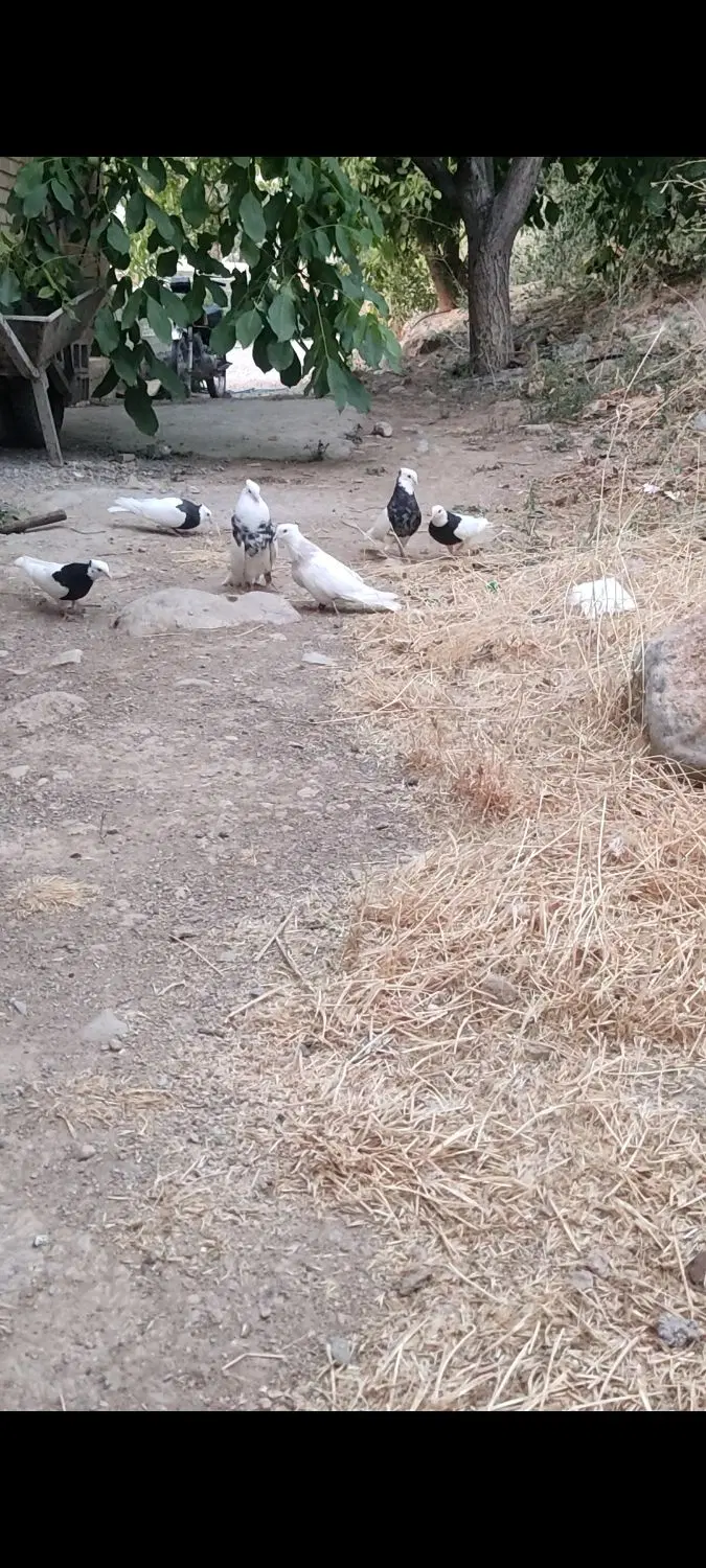 طوق|پرنده|سی‌سخت, |دیوار