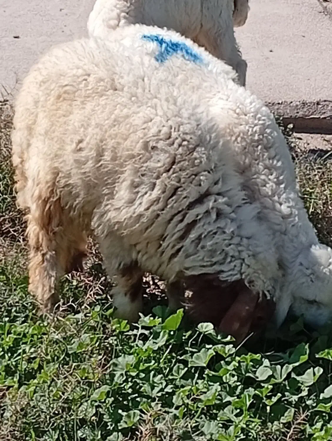 بره|حیوانات مزرعه|اهواز, زوویه ۲|دیوار