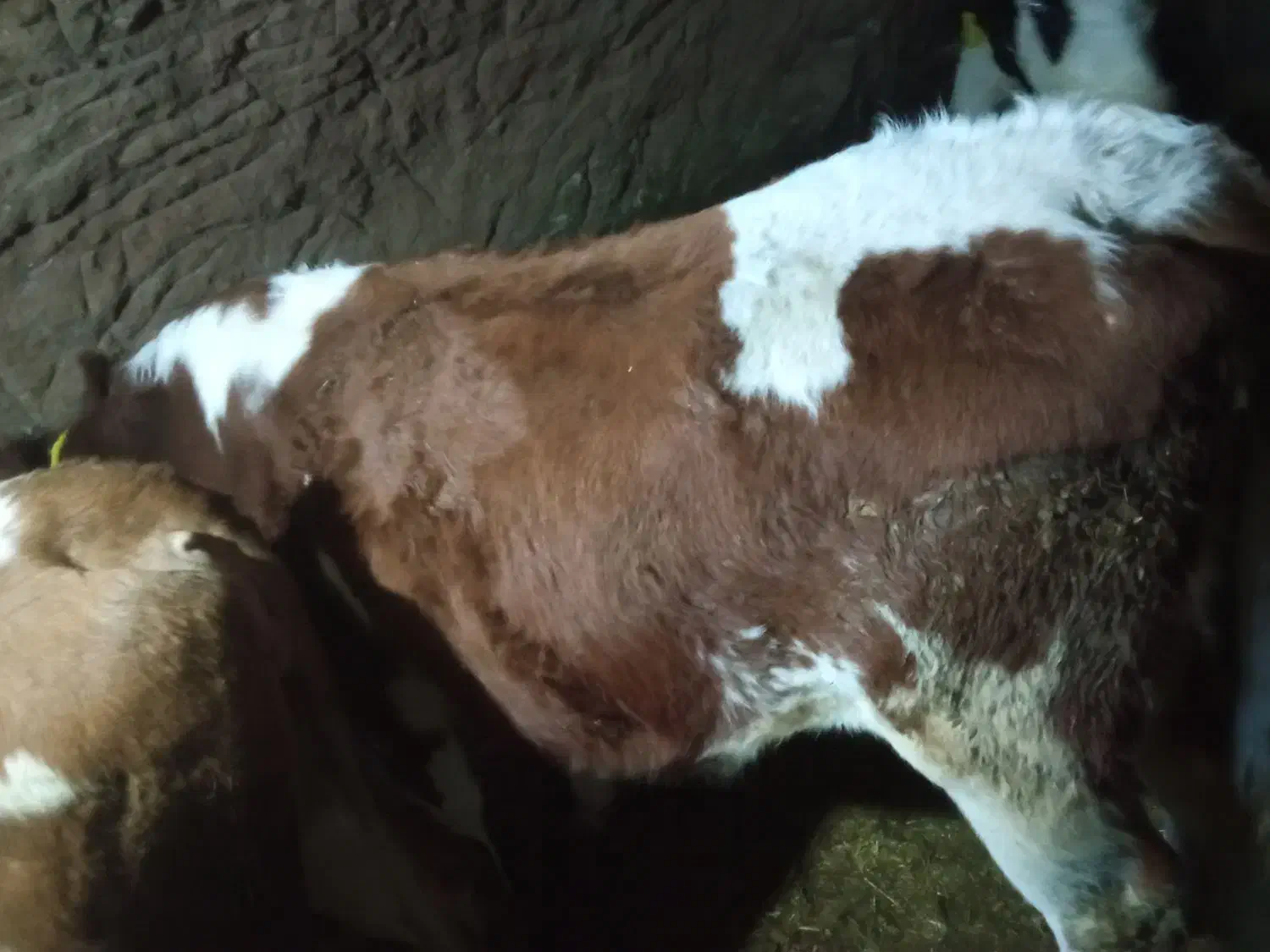 گاو شیری|حیوانات مزرعه|سراجو, |دیوار