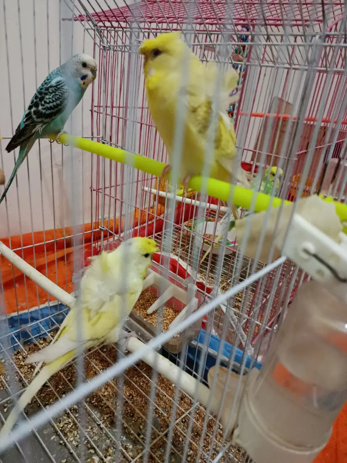 مرغ عشق پروانه آیی|پرنده|شاهرود, |دیوار