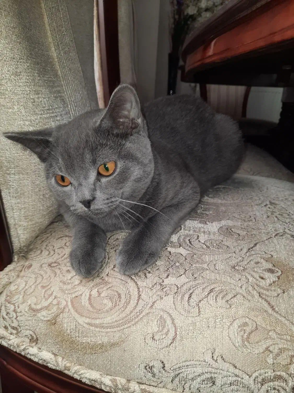 گربه بریتیش واسکاتیش|گربه|قزوین, |دیوار