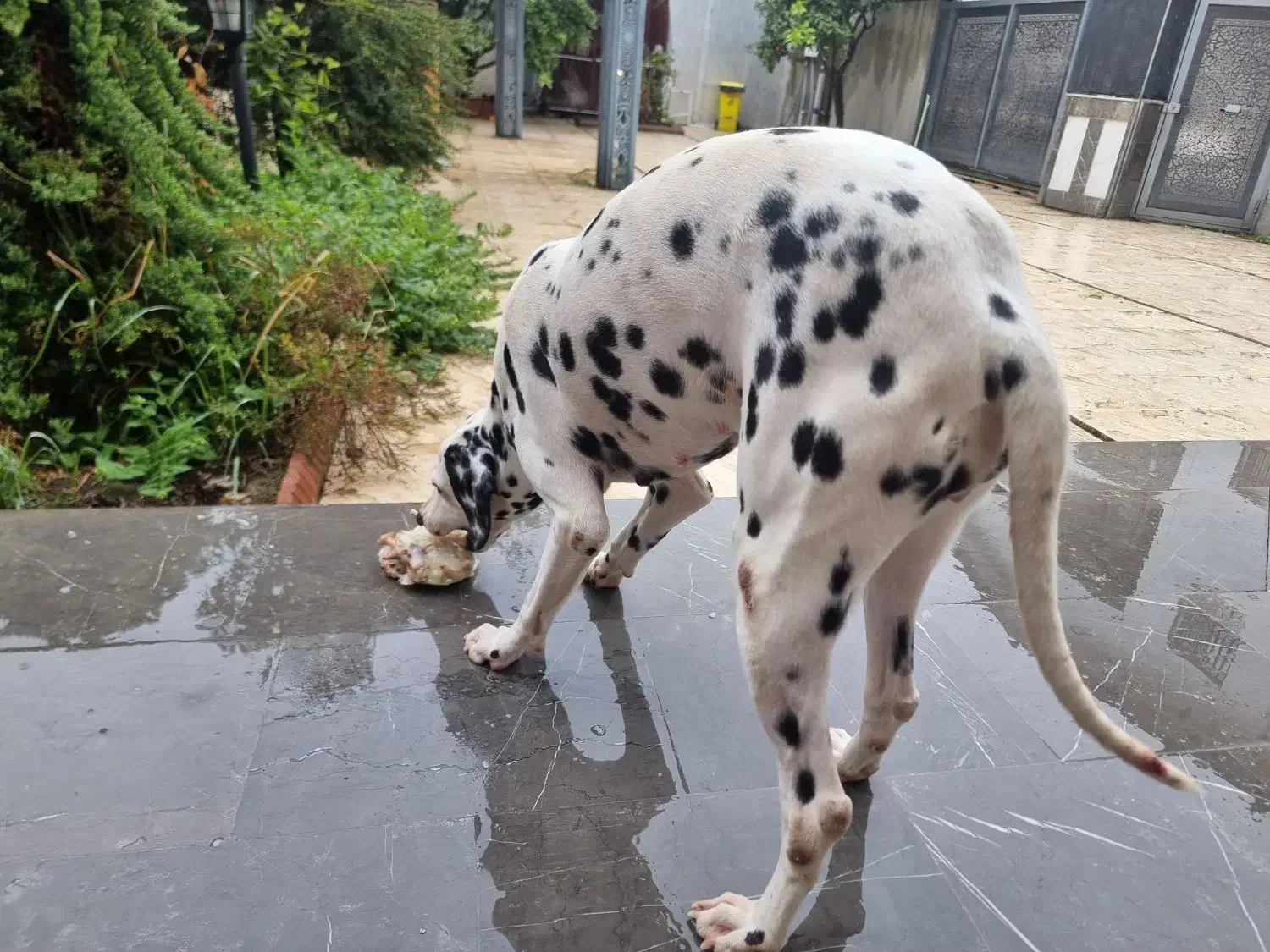 توله دالمیشن/نر و ماده|سگ|تهران, سعادت‌آباد|دیوار