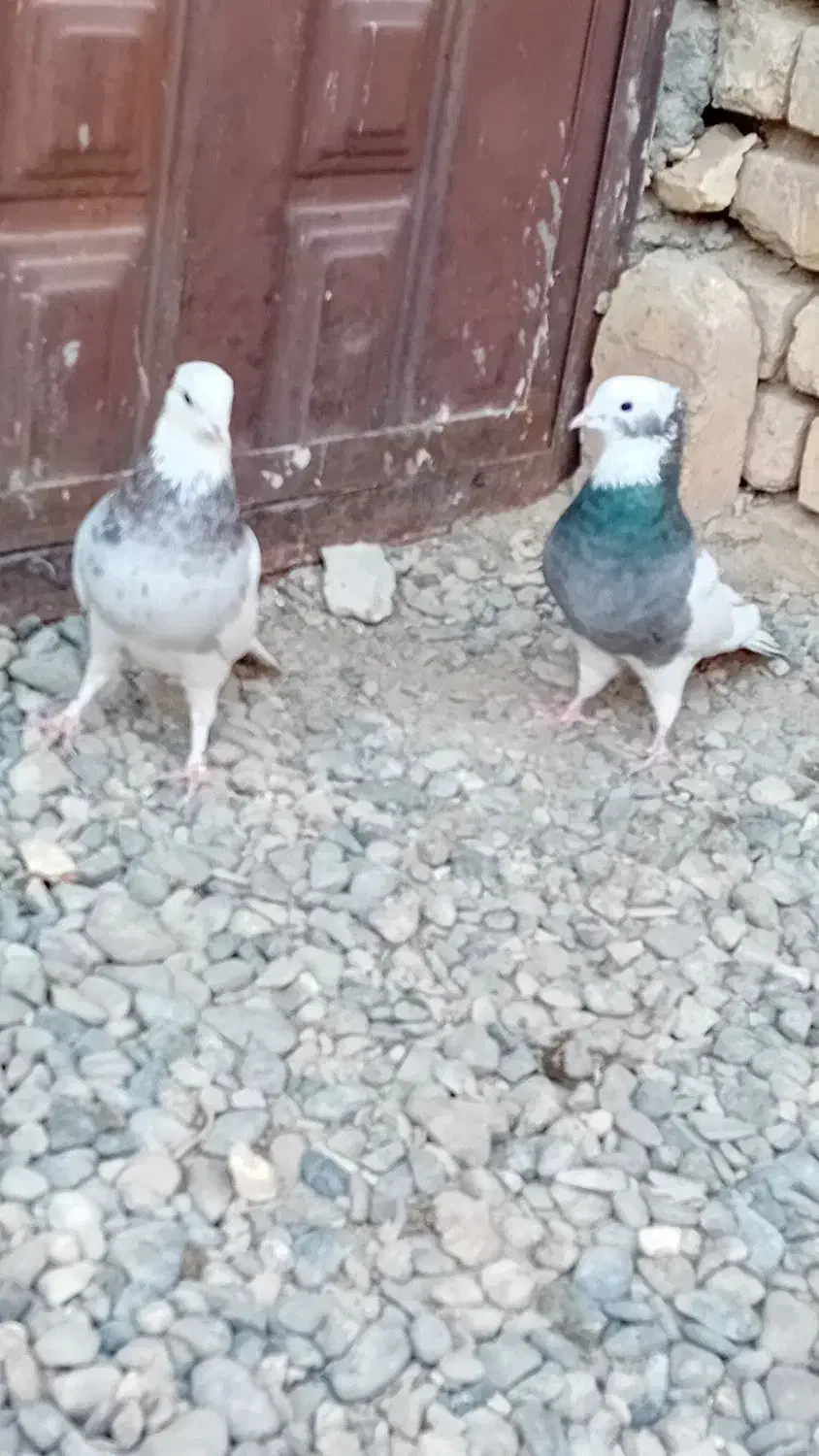 کبوتر طوقی|پرنده|ورزنه, |دیوار