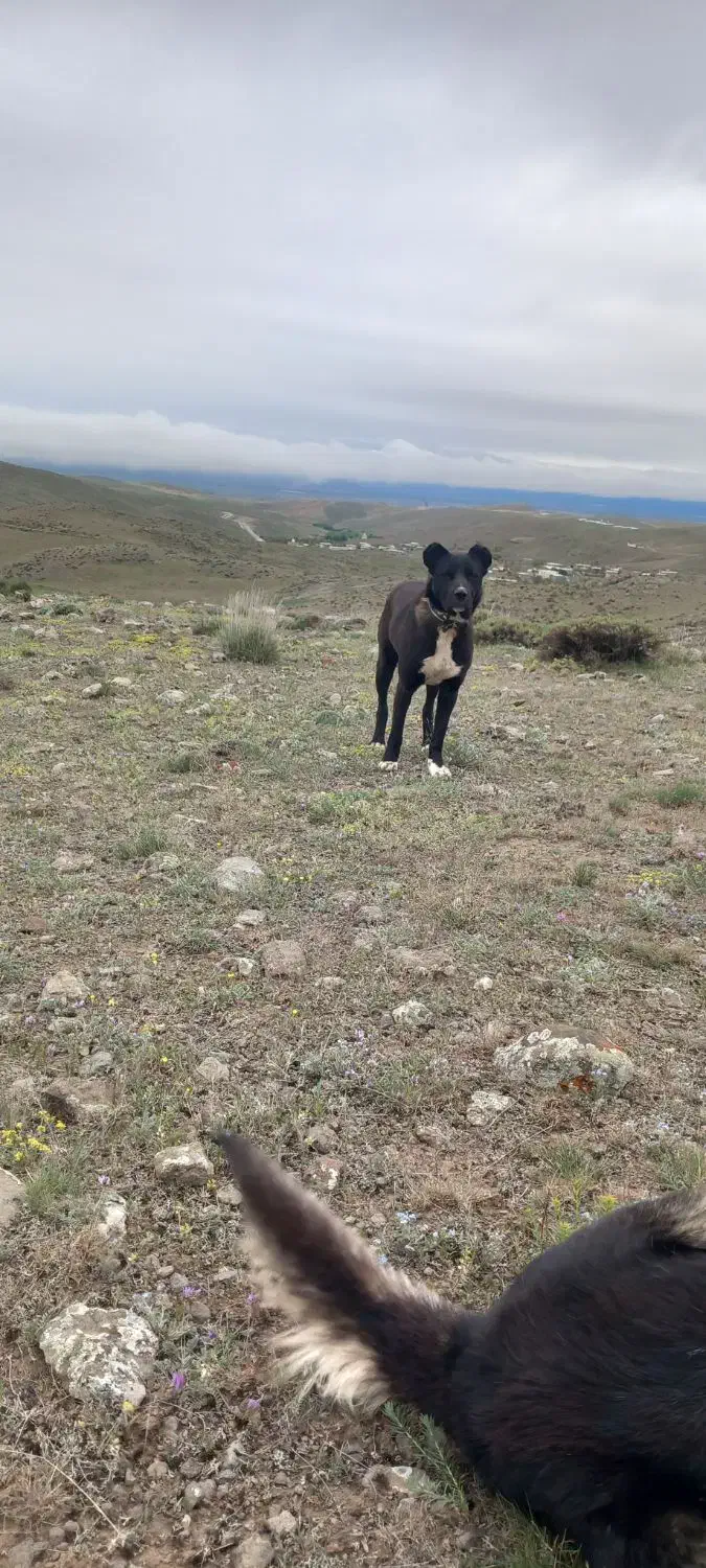 سگ گله دو رگه|سگ|نمین, |دیوار