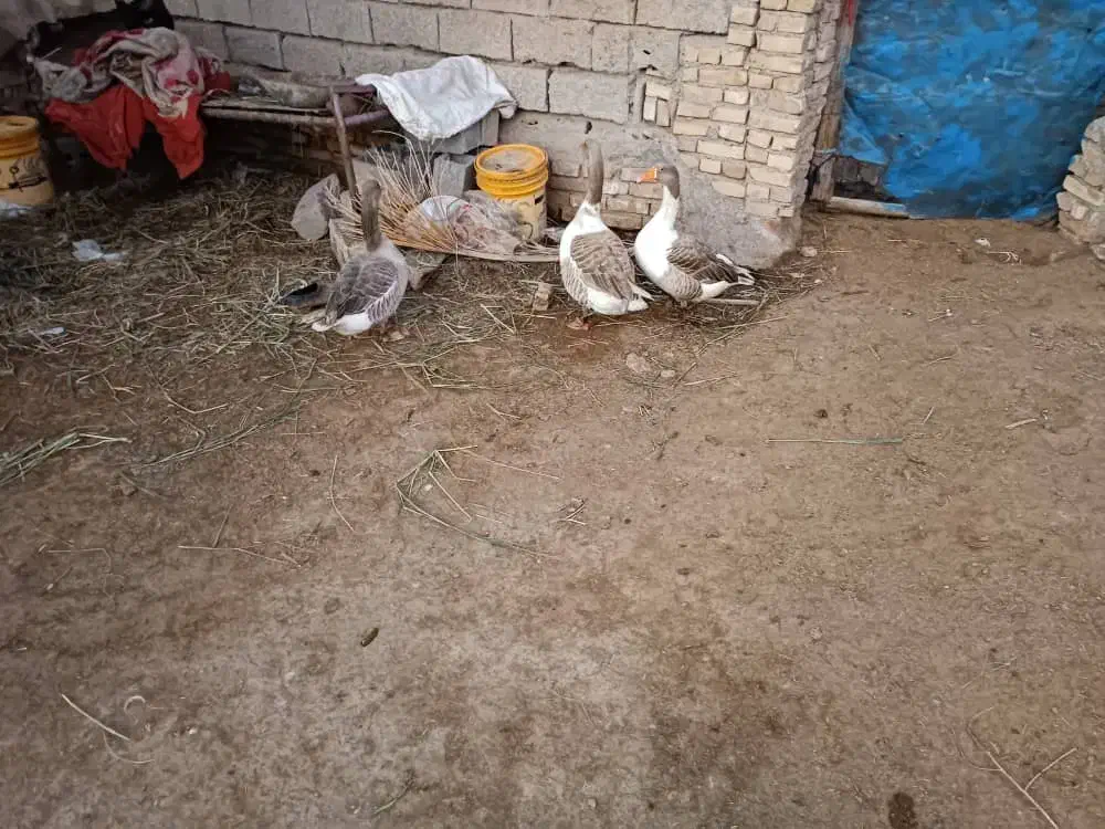 اوردک|حیوانات مزرعه|اهواز, شریعتی جنوبی|دیوار