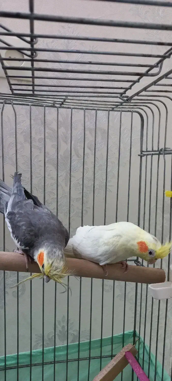 عروس هلندی|پرنده|وحیدیه, |دیوار