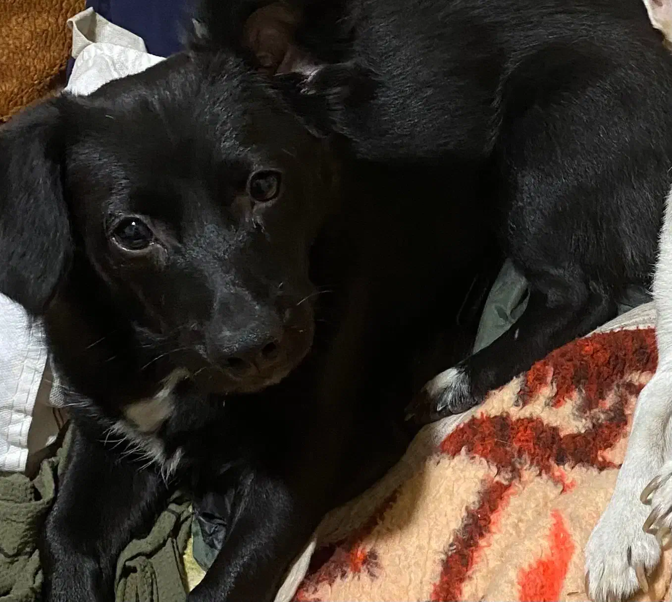 سگ اشپیتز و سگ شیواوا|سگ|سنندج, |دیوار