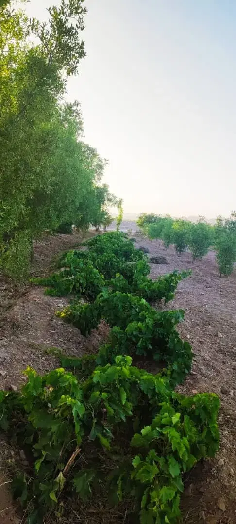 تصویر 8