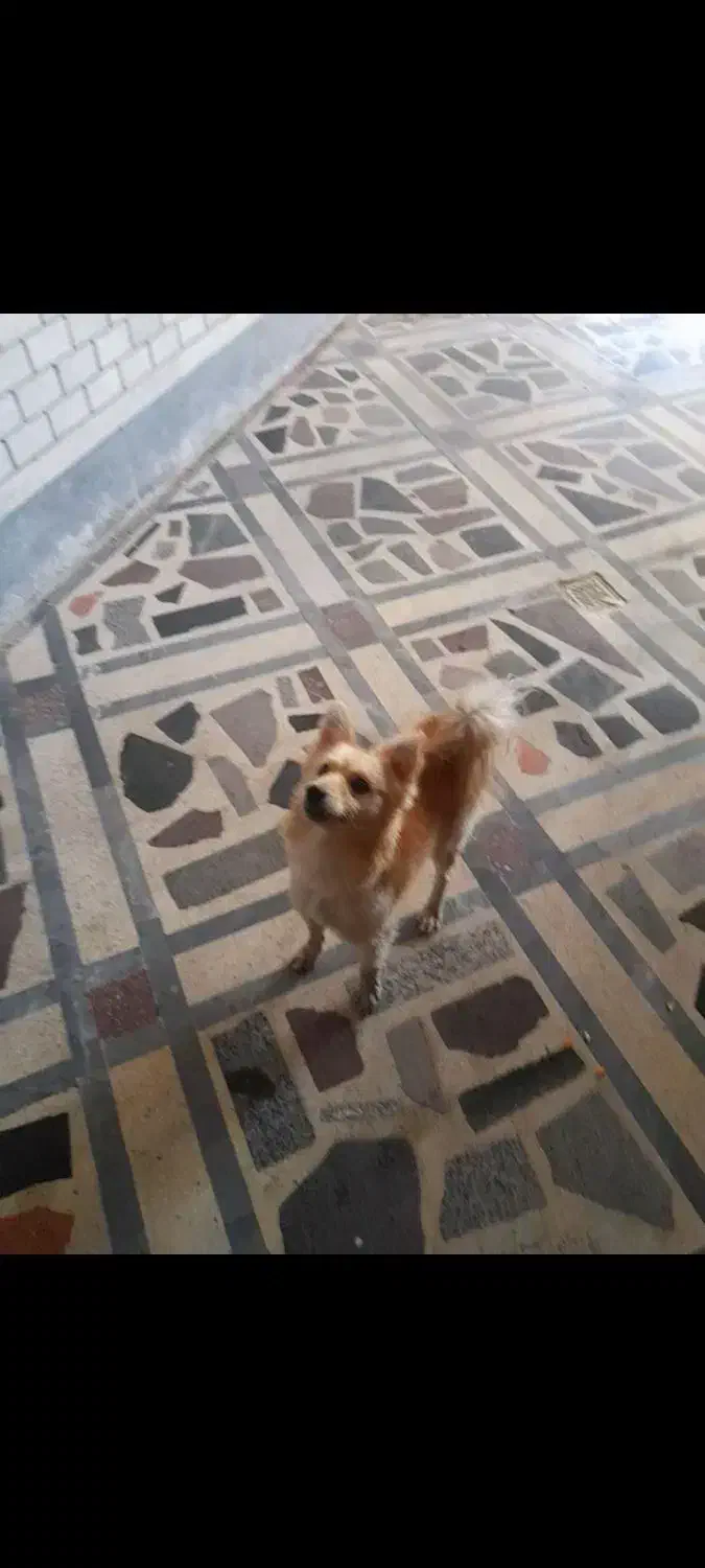 سگ روباهی|سگ|دزفول, |دیوار