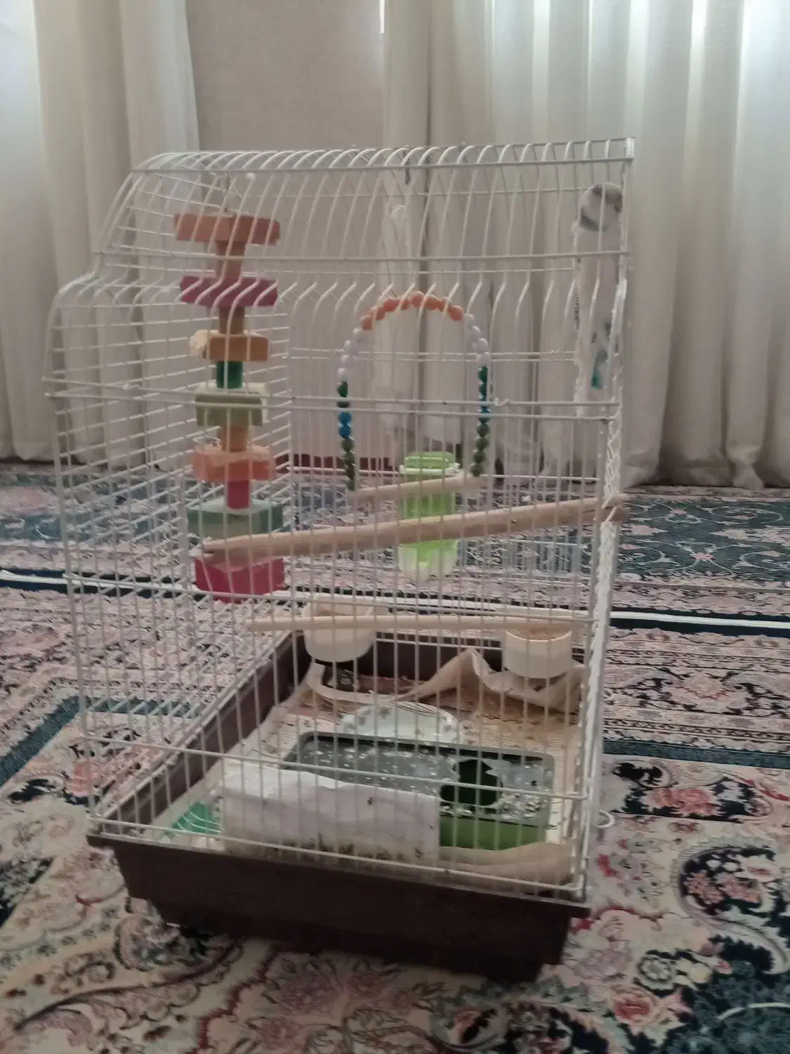 مرغ عشق  جفت مشتی|پرنده|اسلام‌شهر, مطهری|دیوار