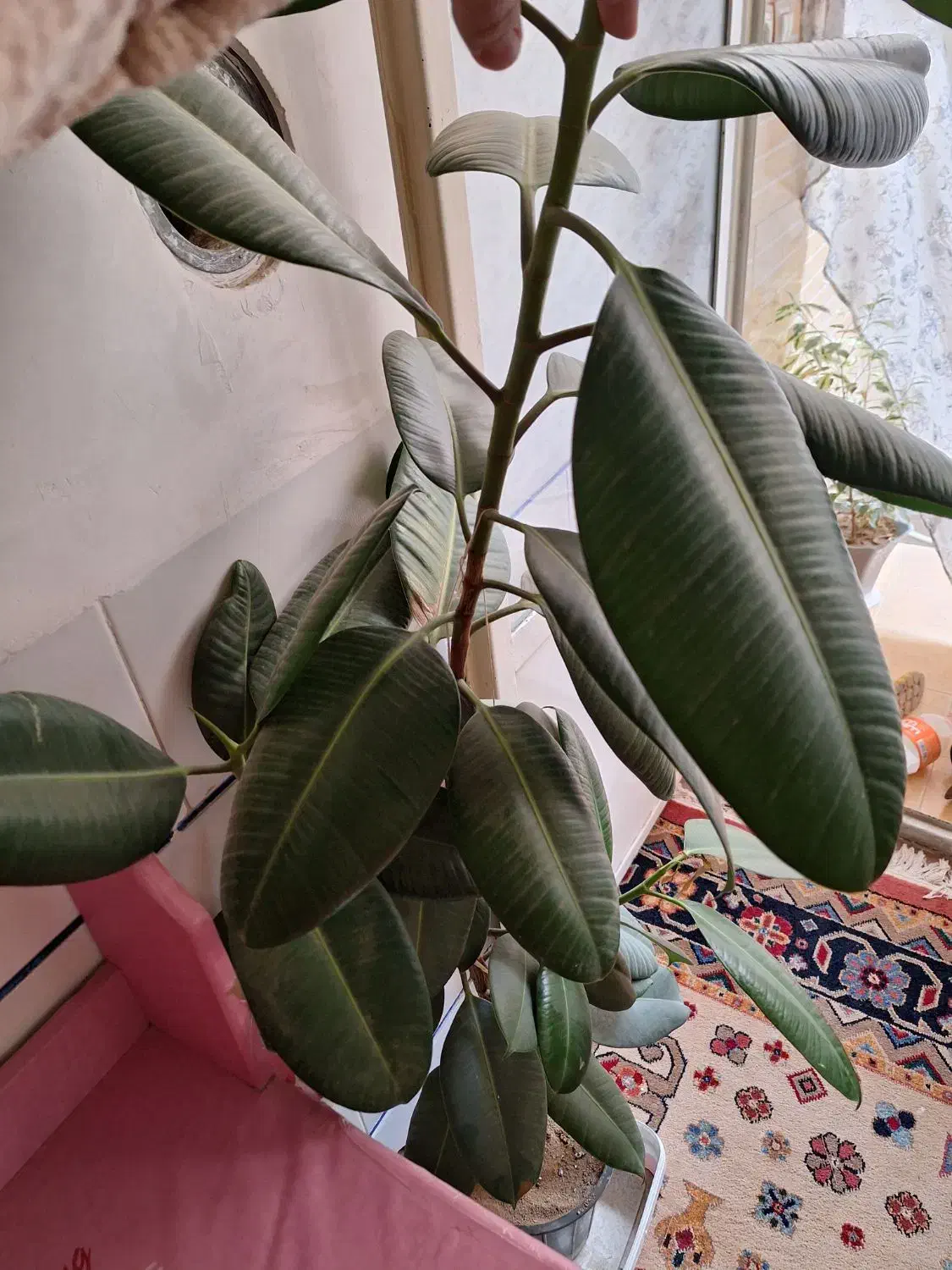 گل فیلی|گل و گیاه طبیعی|اصفهان, ارزنان|دیوار