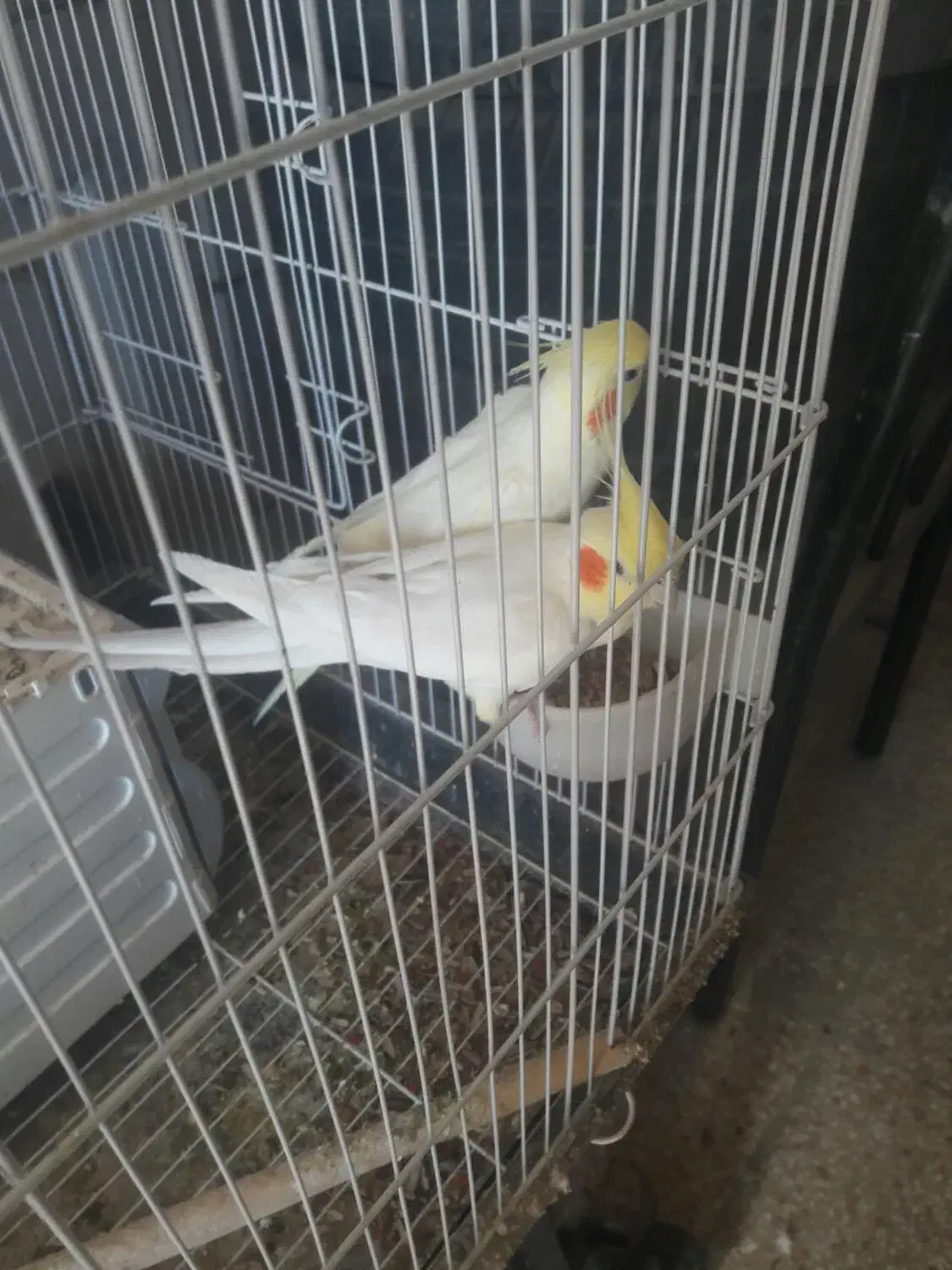 یک جفت عروس هلندی لوتینو بازیگوش|پرنده|ایلام, |دیوار