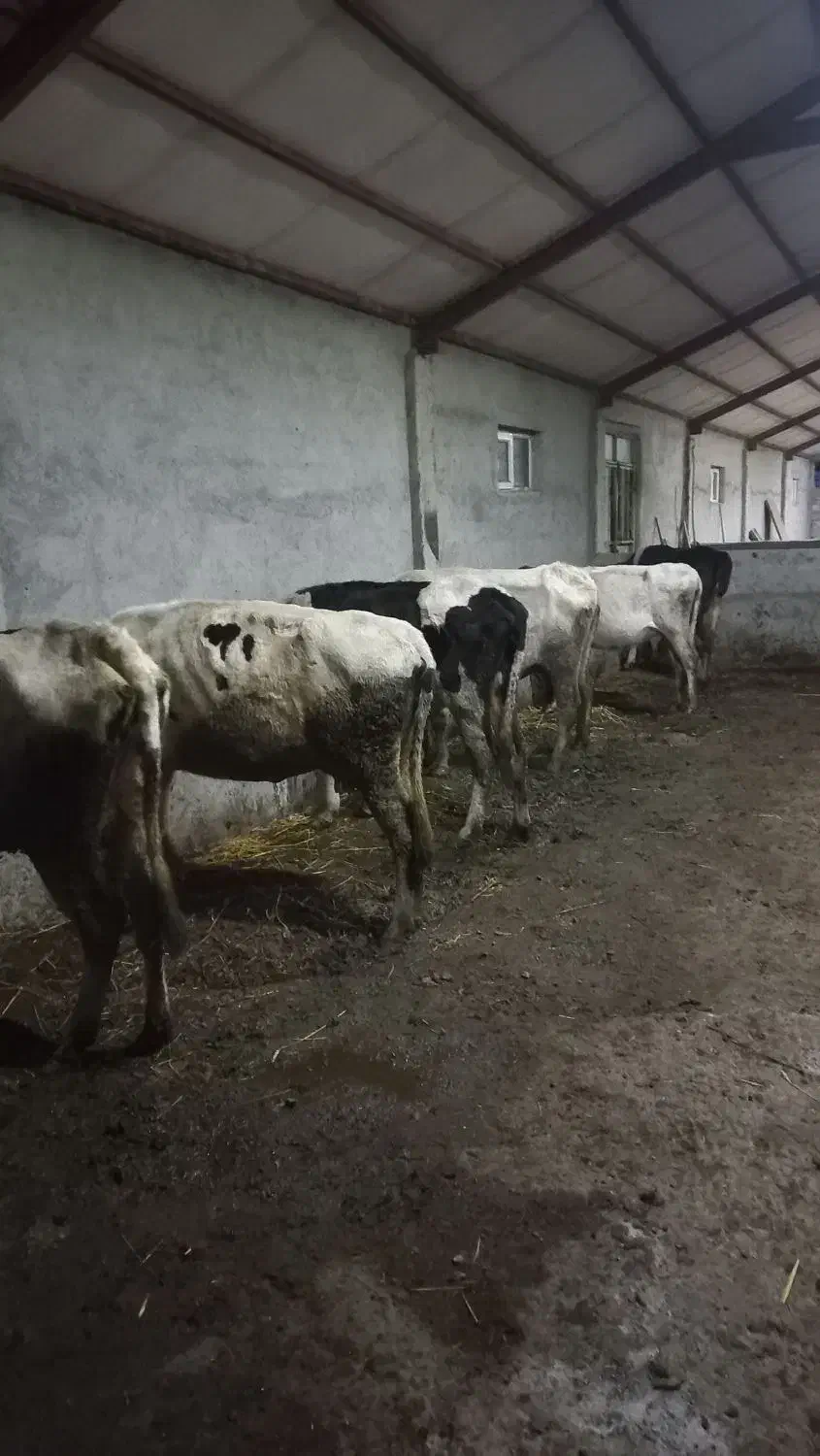 ۷ راس گاو جوان|حیوانات مزرعه|ویلکیج, |دیوار