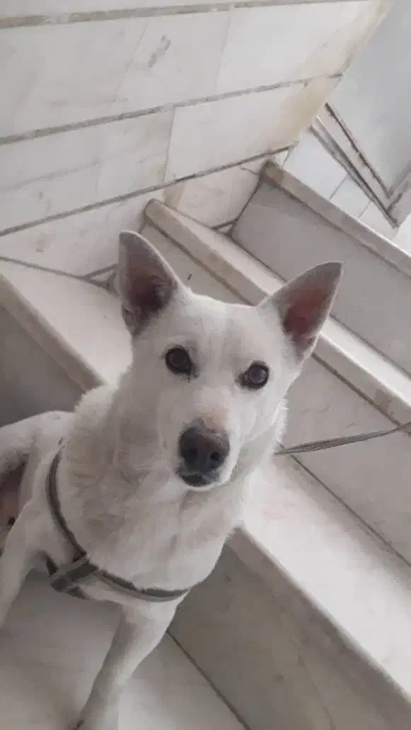 گمشدهسلان|سگ|ری, علایین|دیوار