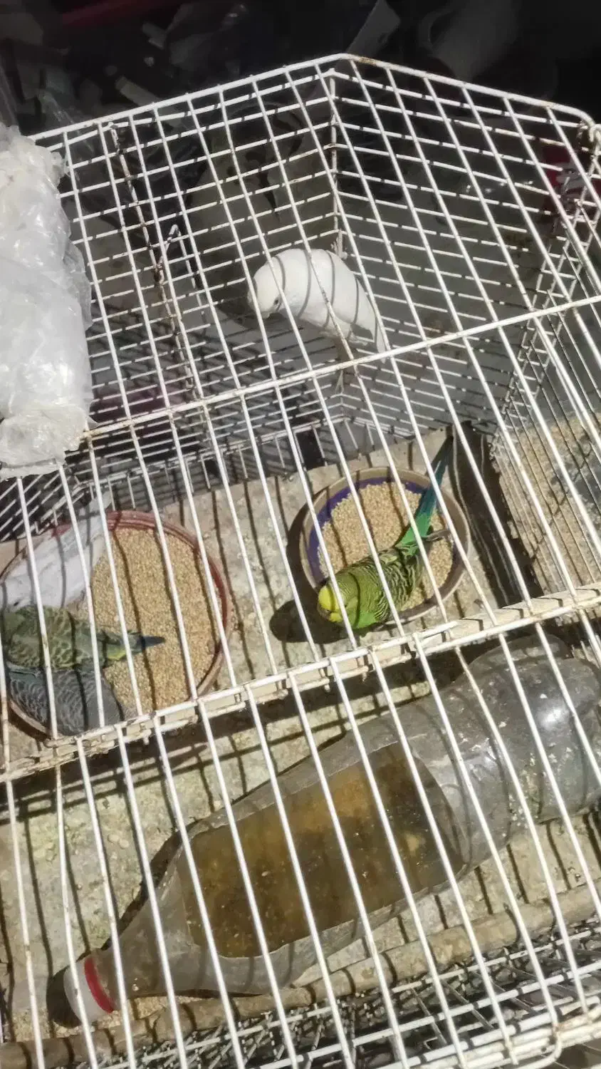 مرغ عشق|پرنده|میناب, |دیوار