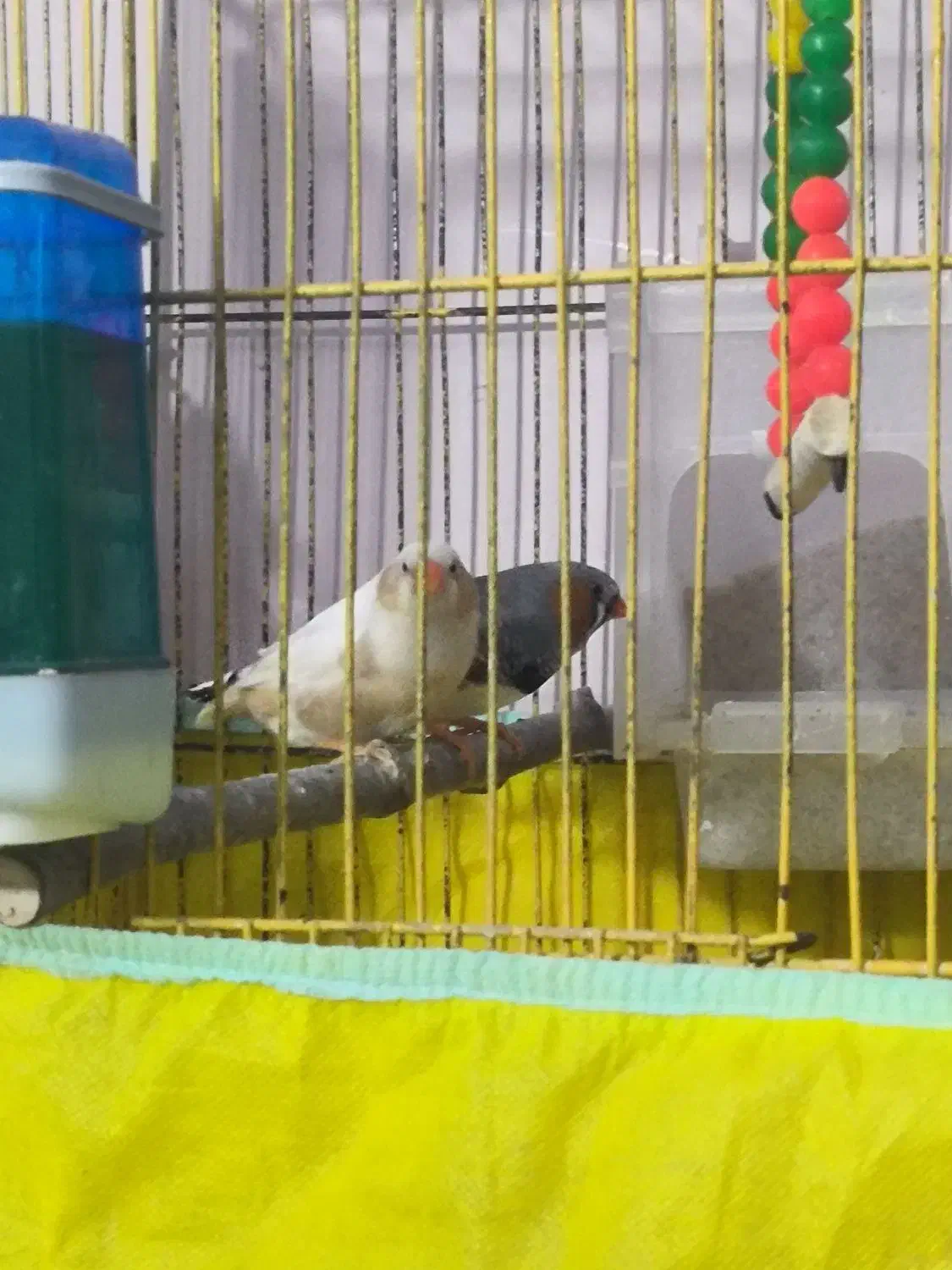 خاص ترین فنچ ایران فنچ وایدا و جامبو big size|پرنده|شیراز, عفیفآباد|دیوار