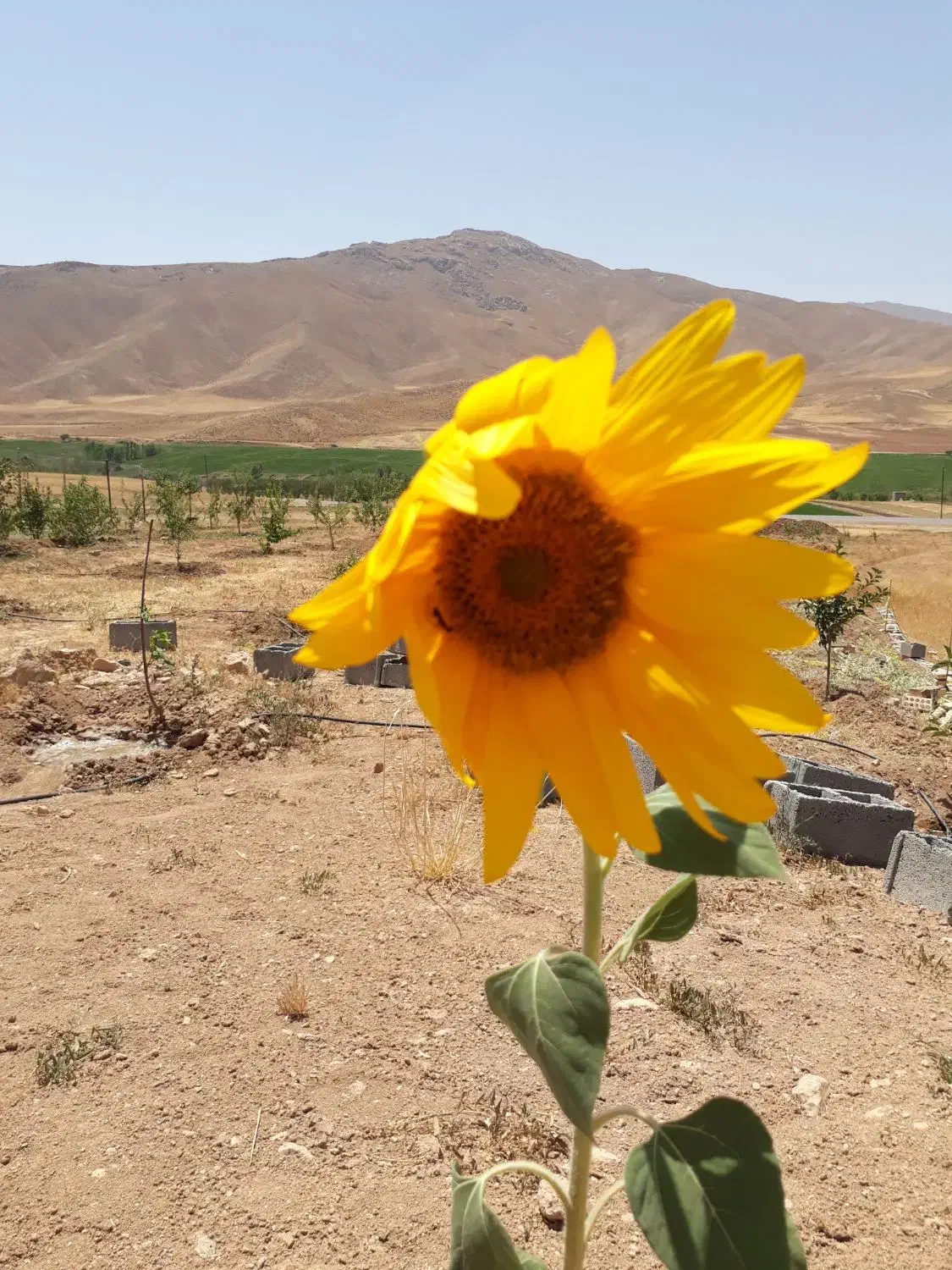 باغ فنس کشی شده|فروش دفتر صنعتی، کشاورزی، تجاری|لاران, |دیوار