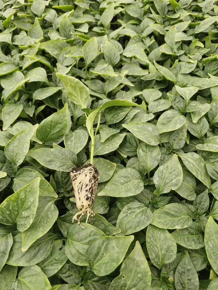 گلخانه وتولید نشا|خدمات باغبانی و درختکاری|کهنوج, |دیوار