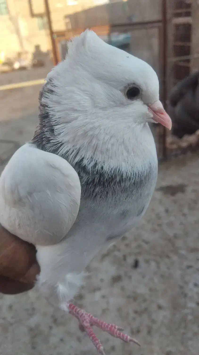 کفتر رنگی طوقی مهر مهر بشرط|پرنده|قم, هنرستان|دیوار