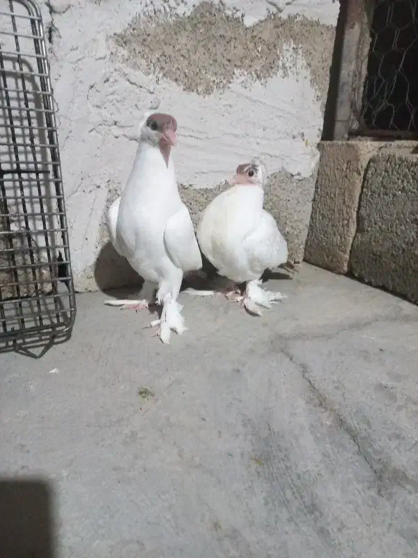 کبوتر کله دمبی (هلمت)|پرنده|لنده, |دیوار