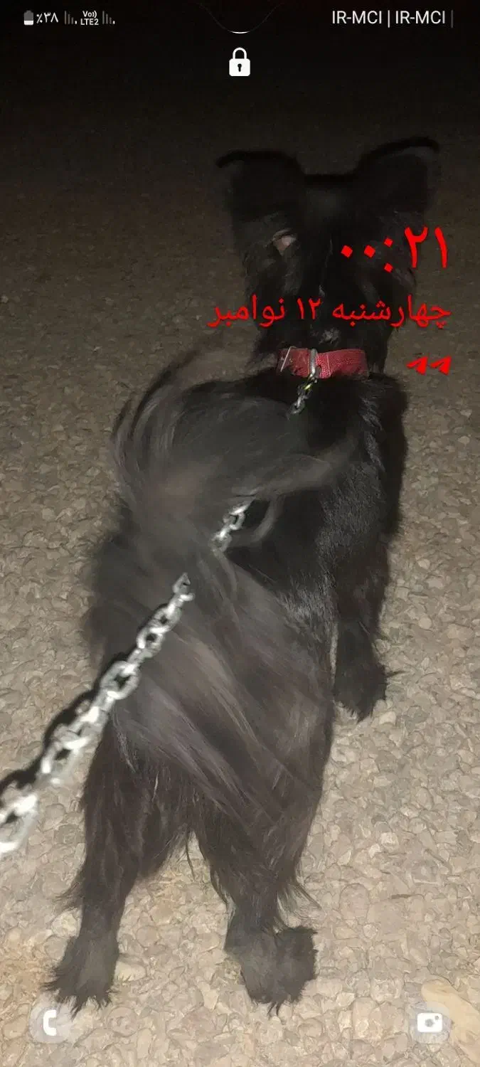 واگذاری سگ اشپیت|سگ|بجنورد, |دیوار