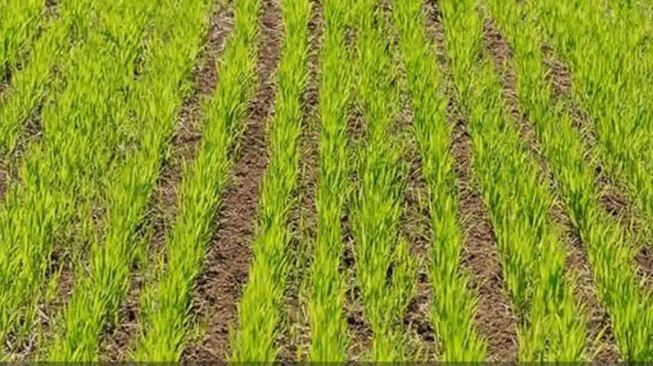 اجاره زمین کشاورزی شهرستان قلعه گنج روستای هوان|اجارهٔ دفتر صنعتی، کشاورزی، تجاری|قلعه گنج, |دیوار