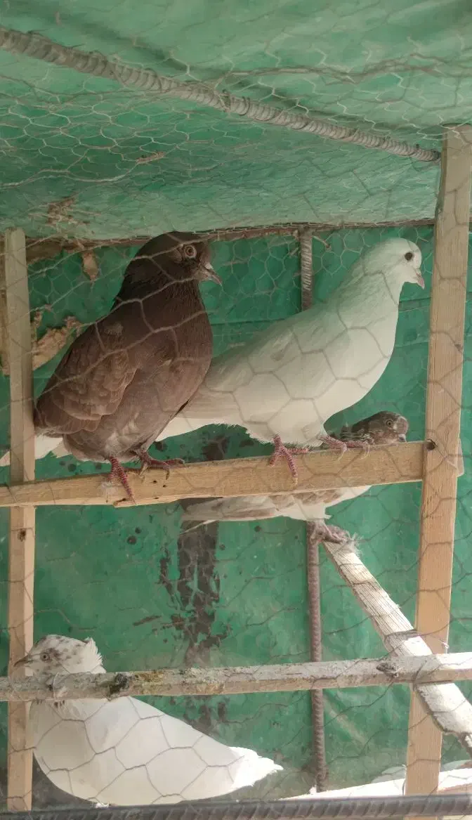 کبوتر پرشی|پرنده|سیرجان, |دیوار