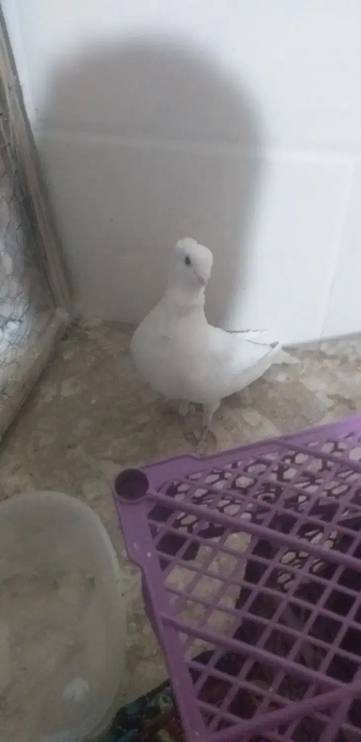 کفتر ساتن کاکلی سینه فر نوک قناری نر سفید پاک|پرنده|اردکان, |دیوار