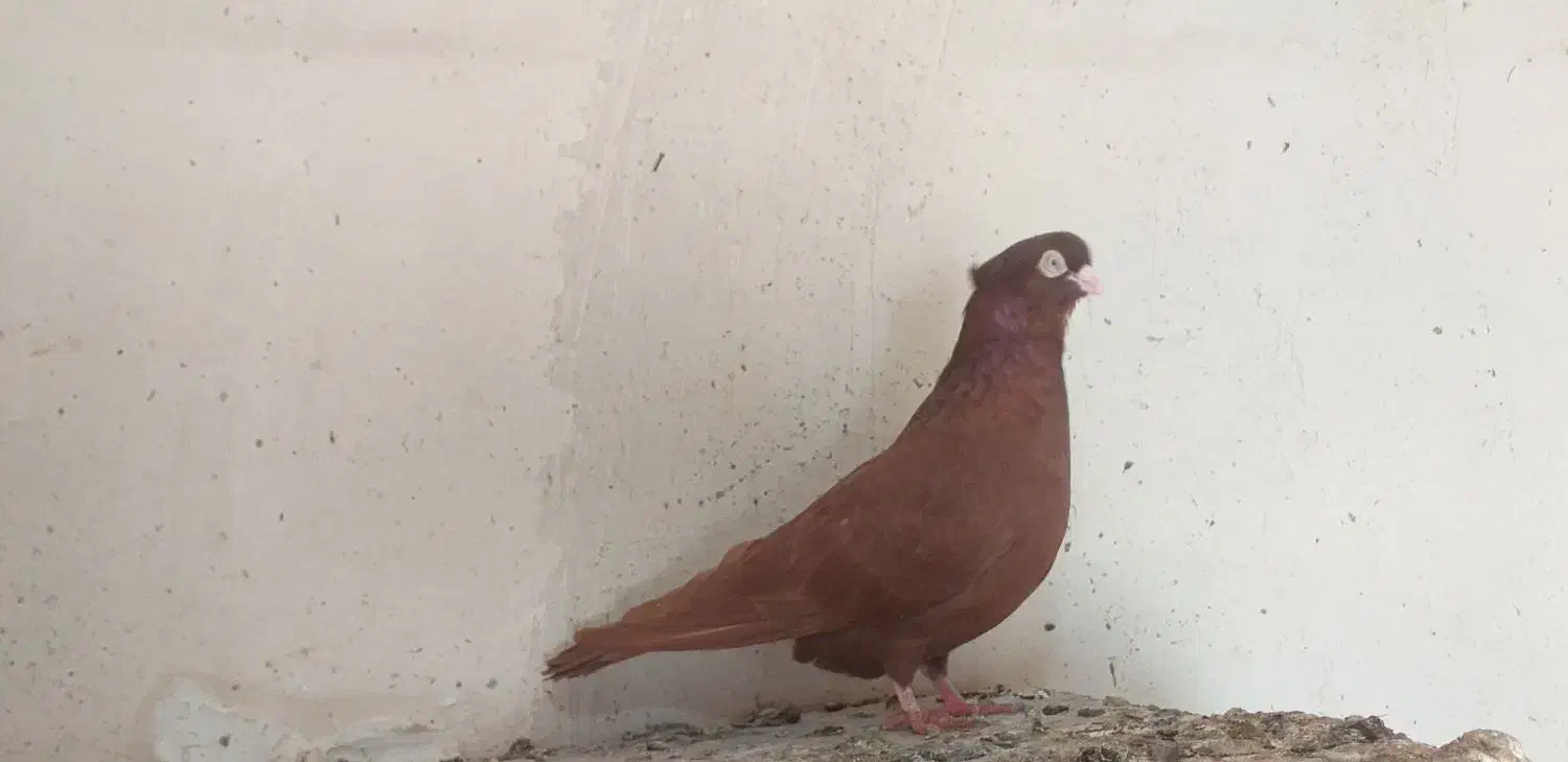کبوتر صرب|پرنده|ملکان, |دیوار