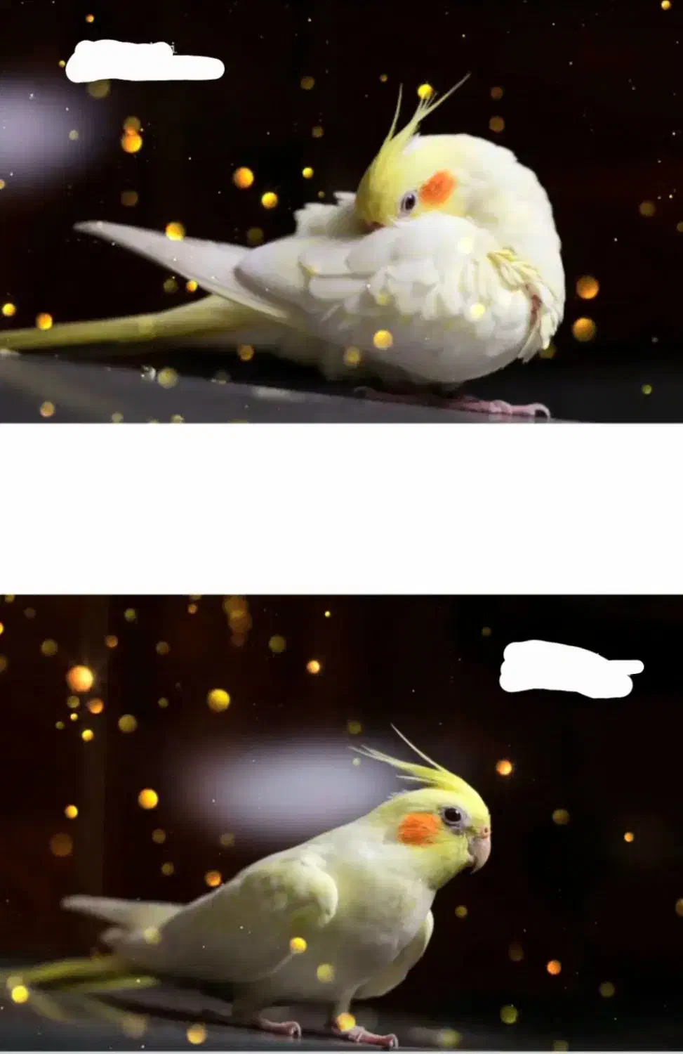 جفت عروس باقفس کاسکویی|پرنده|گلبهار, شهر جدید گلبهار|دیوار