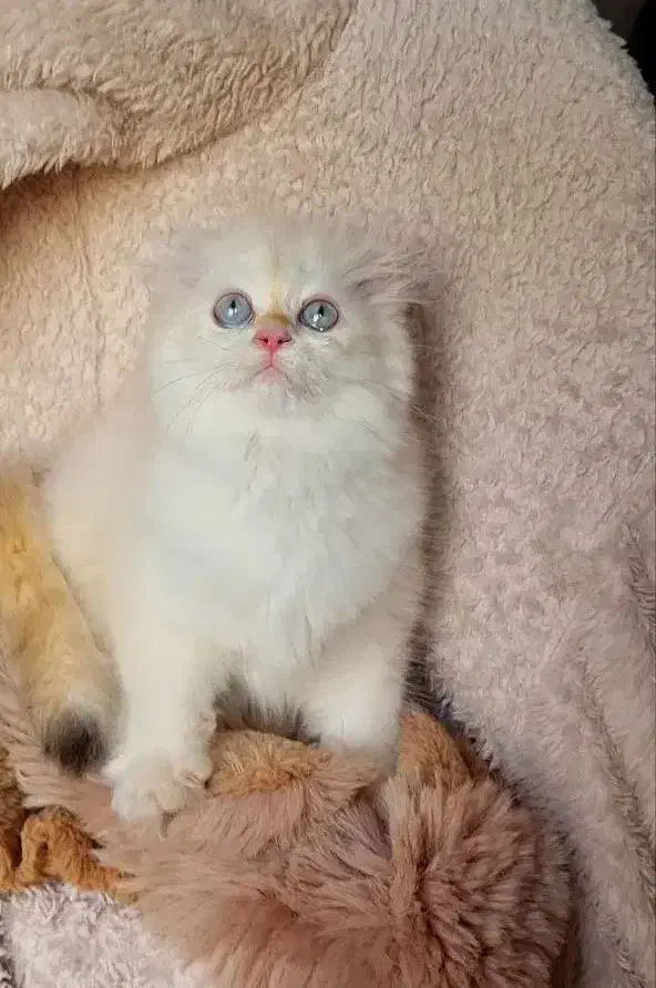 گربه بریتیش ns12فولدلانگ هیر|گربه|تهران, سعادتآباد|دیوار