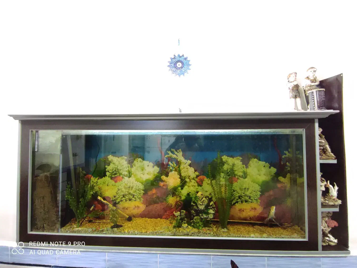 آکواریوم|ماهی|دزفول, |دیوار