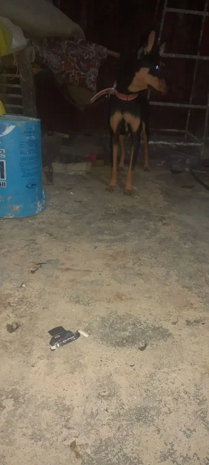 سگ نگهبان|سگ|آبادان, |دیوار