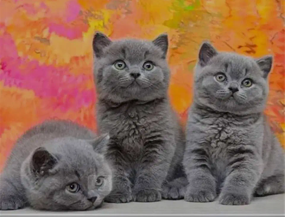 گربه بریتیش بلو|گربه|تهران, سعادتآباد|دیوار