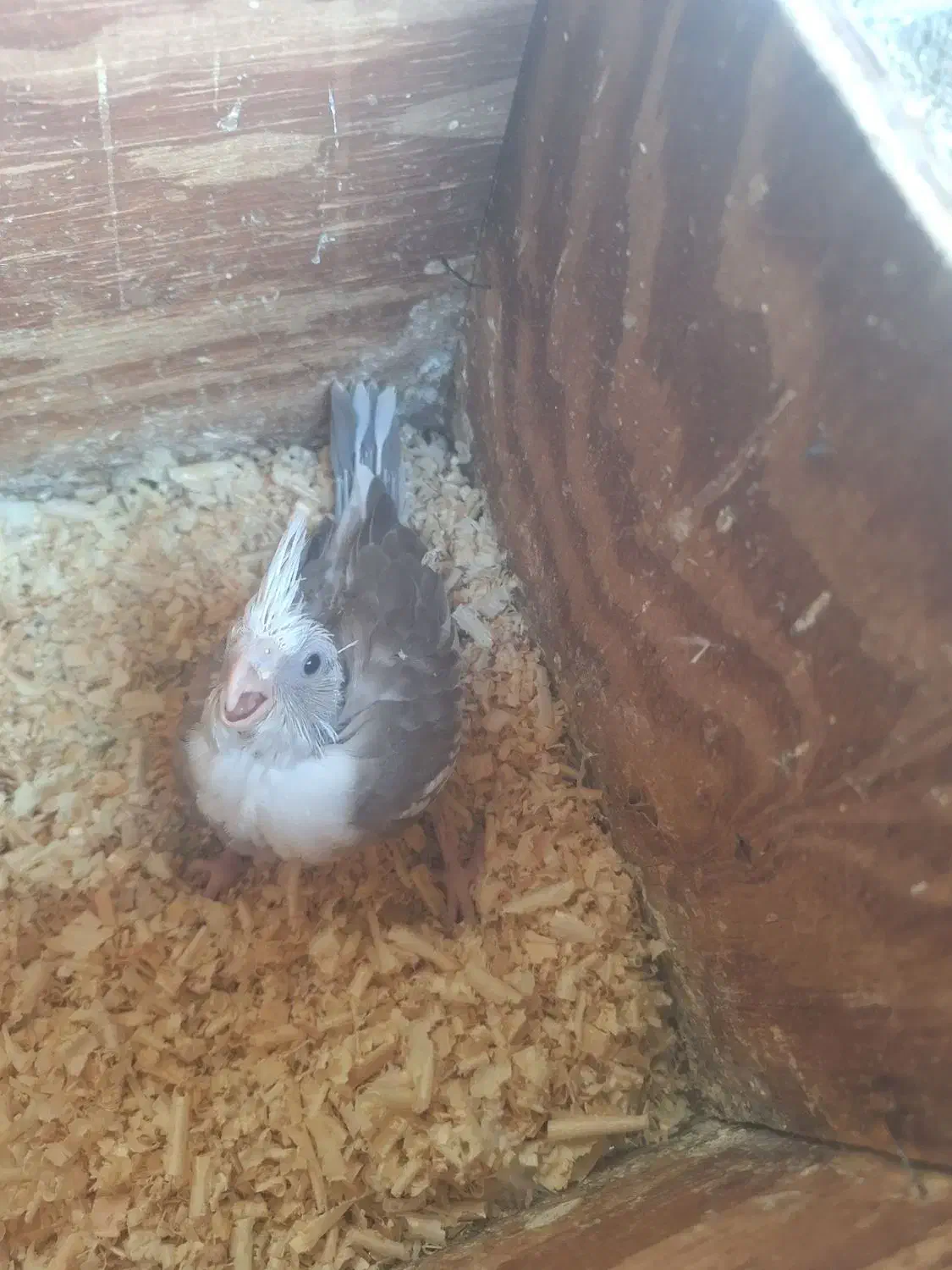 جوجه عروس سرلاکی|پرنده|بندرعباس, |دیوار